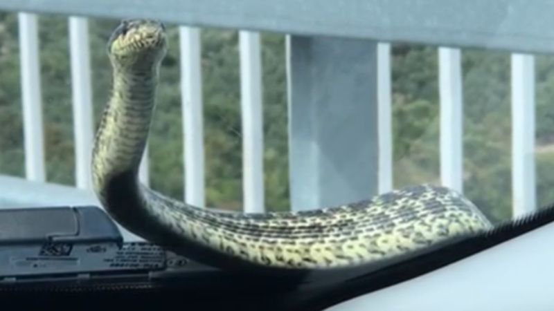 Otomobilin kaputundan çıkan yılanı bulamıyorlar