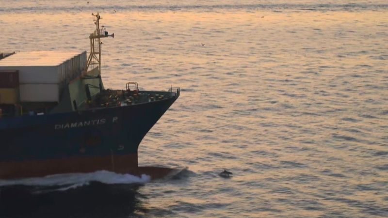 İstanbul Boğazı'nı geçen dev gemileri, yunus balıkları karşıladı