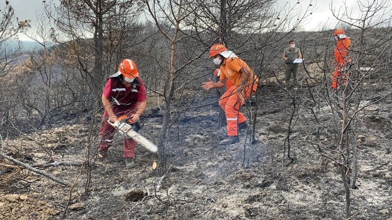 Hatay’da uzmanlar, ormanlık alana 'fidan dikmeyin' uyarısı yaptı