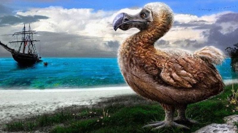 Madagaskar adalarındaki dev yaratıkları neyin yok ettiği bulundu