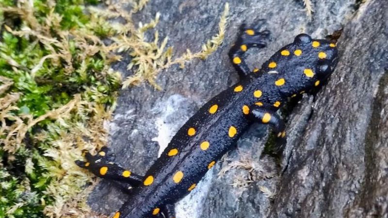 Bingöl'de nesli tükenmekte olan sarı benekli semender görüldü
