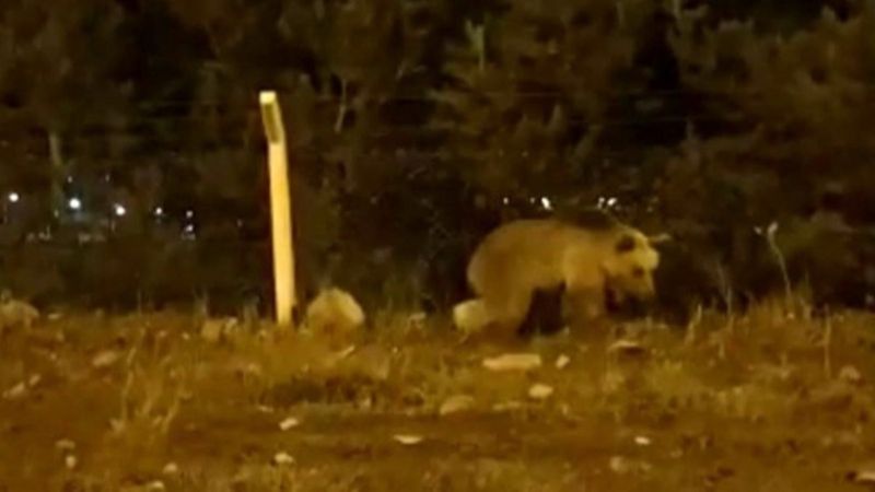 Ardahan'da yemek bulamayan ayı şehre indi