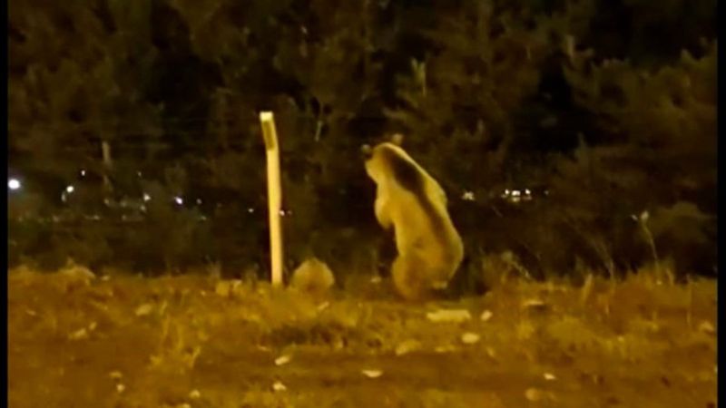 Ardahan'da şehre ayı indi