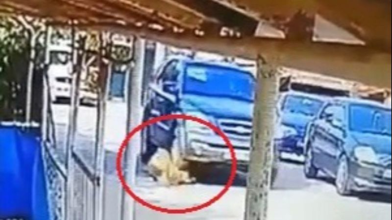 Kocaeli'de bir sürücü, yerde yatan köpeği ezdi