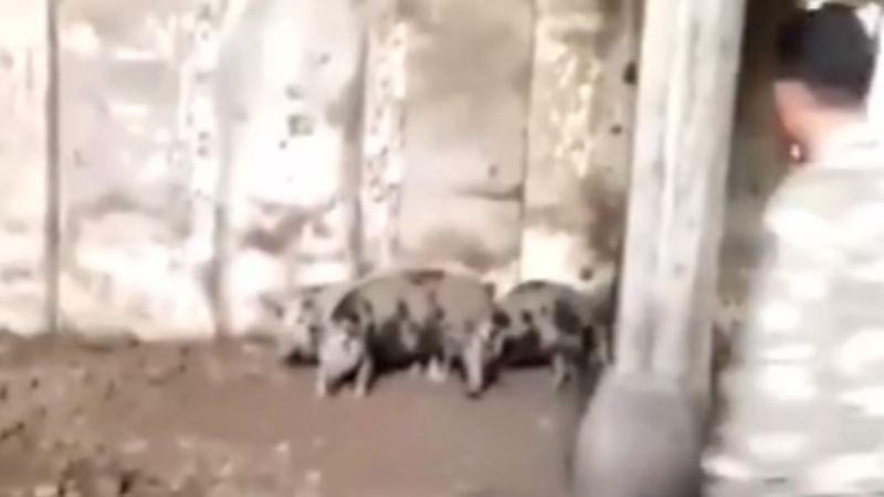 Ermeniler Zengilan'da camiyi domuz ahırına çevirdi