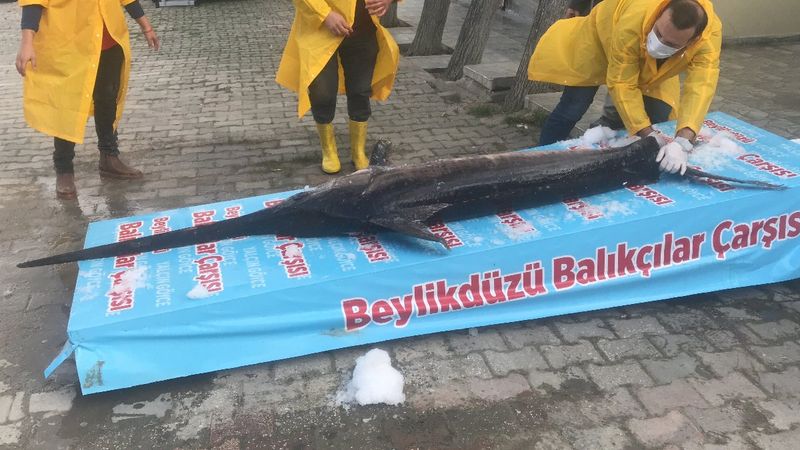 Marmara Denizi açıklarında 3 metrelik kılıç balığı yakalandı