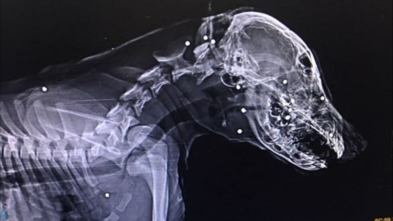 Zonguldak'ta bir köpeği tüfekle yaraladılar