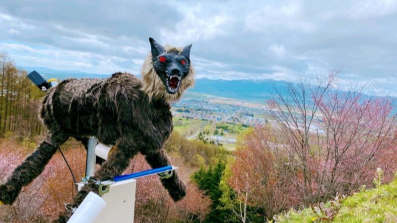 Japonların ayıları uzaklaştırmak için kullandığı yöntem: Canavar kurt