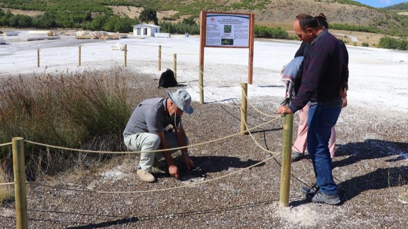 Salda Gölü'ne özgü sığırkuyruğu türü bitkiler korumaya alındı