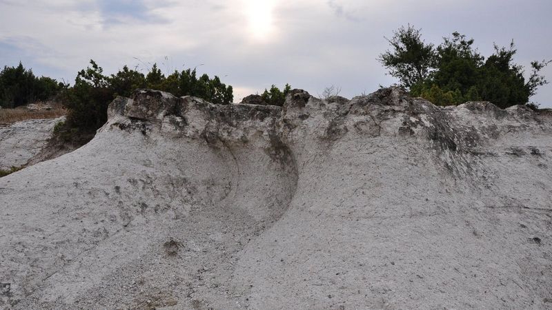 Manisa'da 21 milyon yıllık fosil ağaç ormanı kaybolma tehlikesiyle karşı karşıya