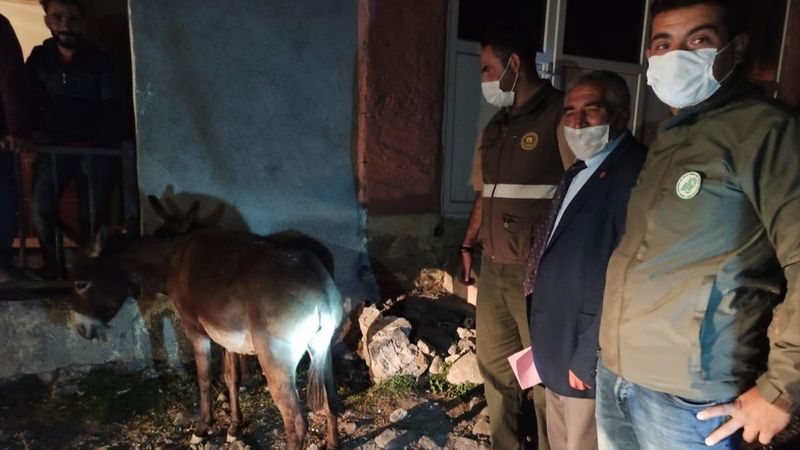 Kars'ta eşeğe eziyet eden iki kişiye ceza verildi