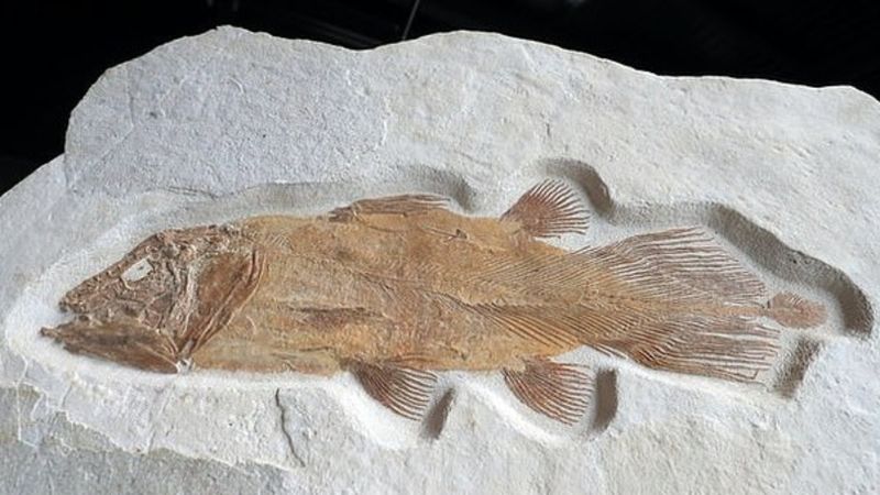 İngiltere'de 200 milyon yıllık balık fosili açık artırmaya çıkarılacak