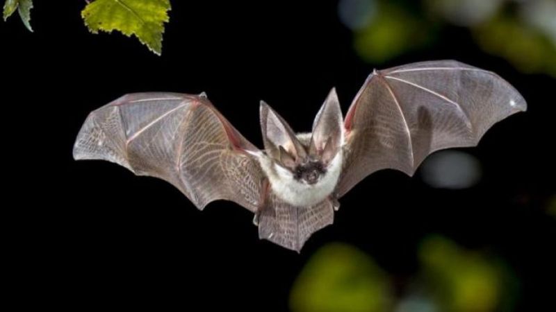 Yarasalar hastalandığında sosyal mesafe uyguluyor