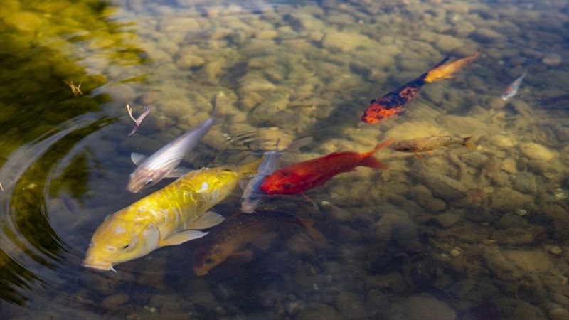 Kırşehir'in Japon Bahçesi'nden sonbahar manzaraları