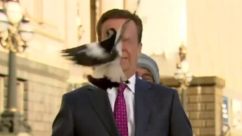 Avustralya'da muhabirin yüzüne kuş çarptı