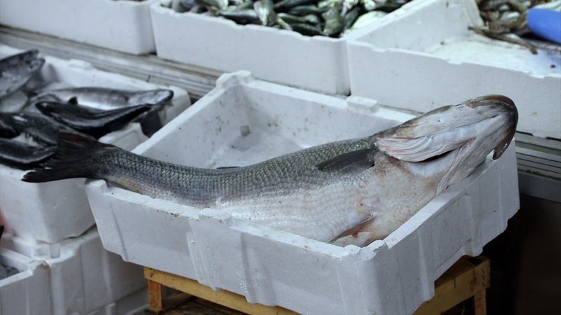 Düzce'de ağlara 15 kiloluk levrek takıldı