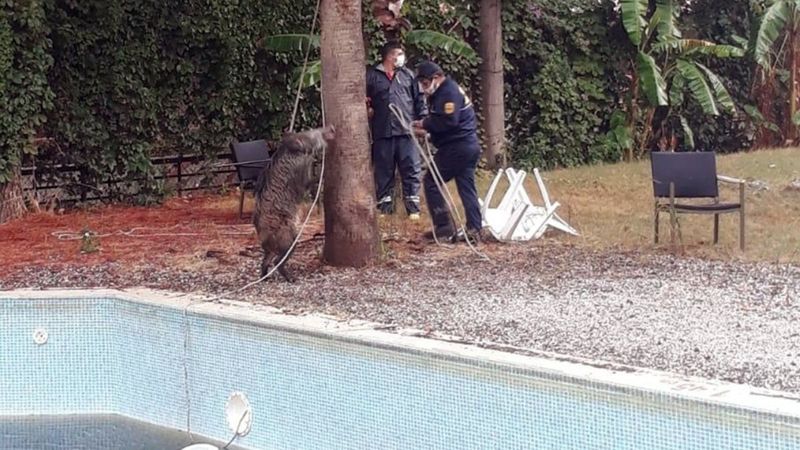 Marmaris'te domuz otelin havuzuna düştü
