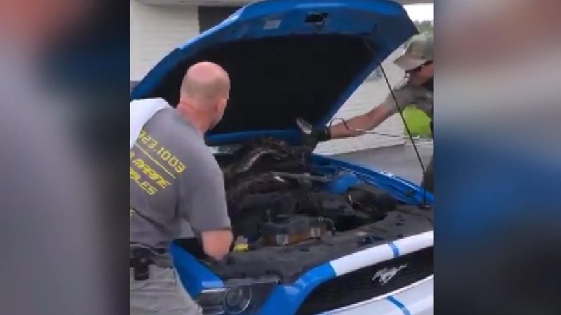 ABD’de lüks aracın kaputundan 3 metrelik dev piton çıktı