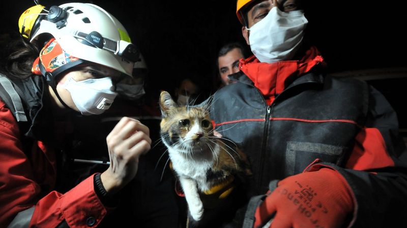 İzmir'de enkazda K-9 köpeği kediyi kurtardı