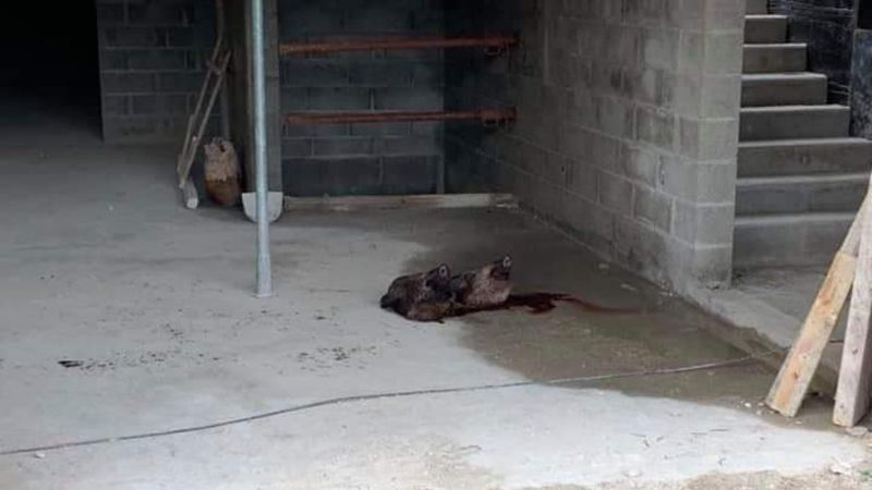 Fransa'da camiye domuz kafası bıraktılar