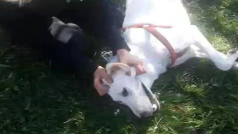 Afyonkarahisar'da tüfekle vurulan köpeğine sarılarak feryat etti