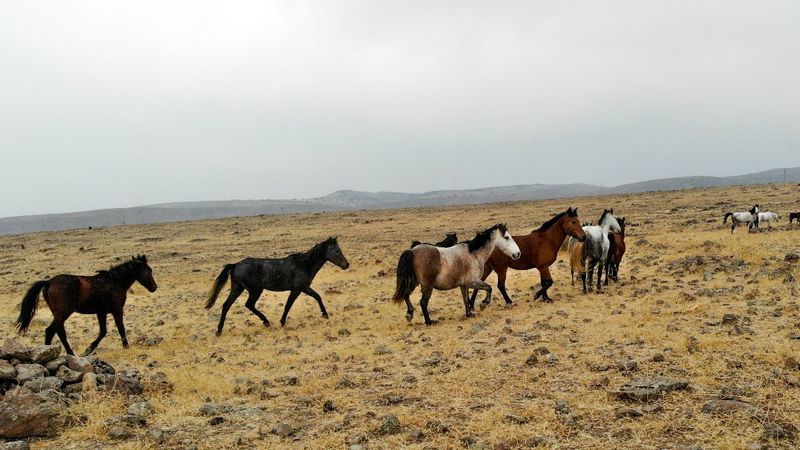 Tunceli'de yılkı atları havadan görüntülendi