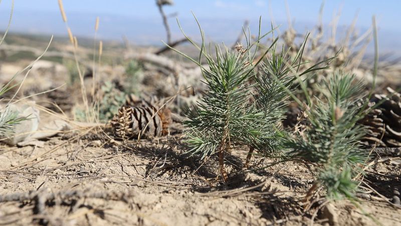 Mersin'de yanan ağaçlardan düşen kozalaklar, ormana yeni can verdi