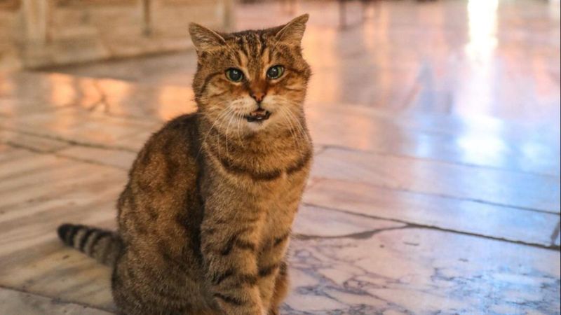 Ayasofya'nın kedisi Gli yaşamını yitirdi