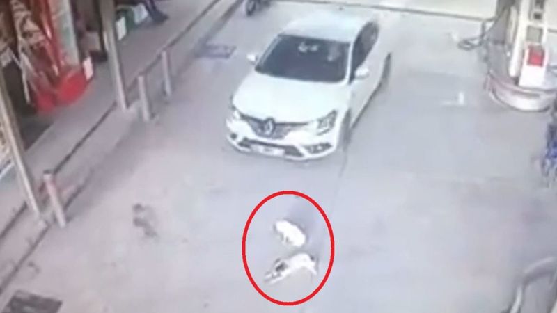 Balıkesir'de yavru köpekleri ezen sürücü yoluna devam etti