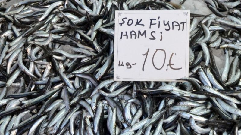 Fiyatı düştü, Fatsa’da yerli hamsi 10 lira