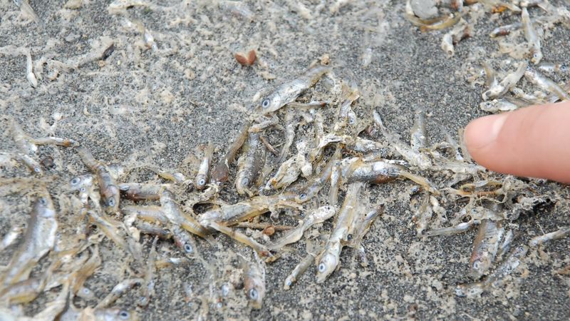 Burdur Gölü'nde yaşayan yosun balığının nesli tehdit altında