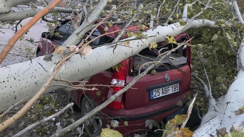 Erzurum'da kesilen ağaç, yoldan geçen otomobilin üzerine devrildi