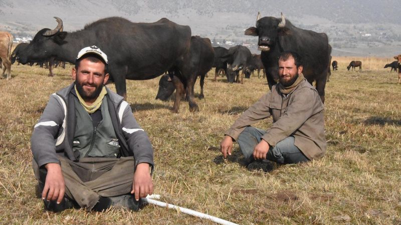 Bitlis'te sağır ve dilsiz kardeşler 20 yıldır çobanlık yapıyor