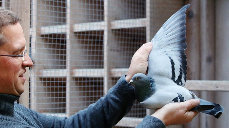 Belçika'da açık artırmaya çıkan posta güvercini 1 milyon 600 bin euroya satıldı