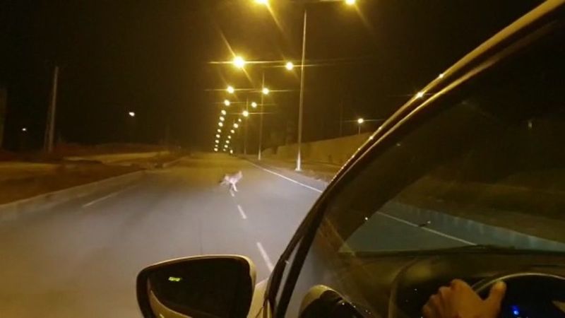 Ardahan'da acıkan kurt şehre indi