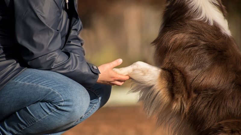 İspanyol akademisyenlerden koronavirüs analizi: Köpek sahipleri risk altında