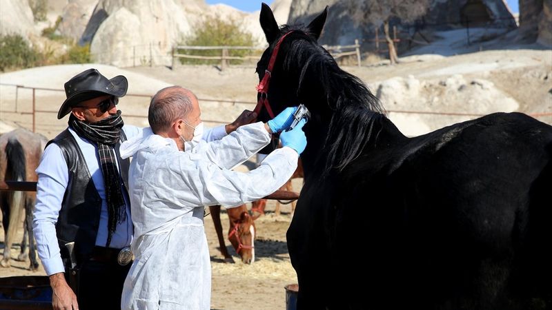 Kapadokya'nın atlarına mikroçip takılıyor