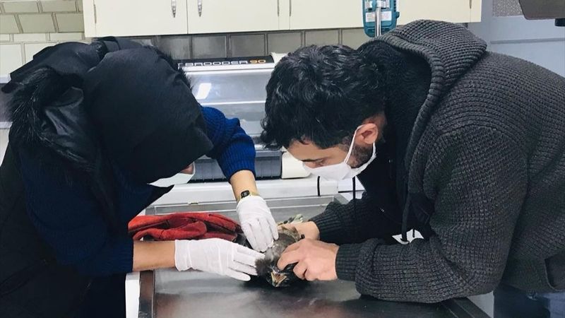 Karabük'te yaralı bulunan şahin, tedavi altına alındı