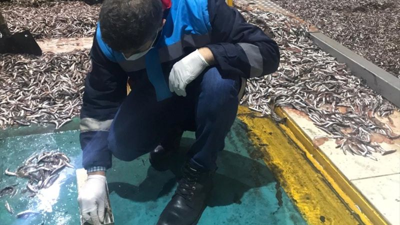 Trabzon'da 50 ton hamsiye el konuldu