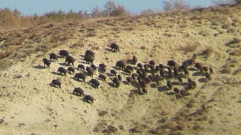 Sivas'ta domuz sürüsü görüntülendi
