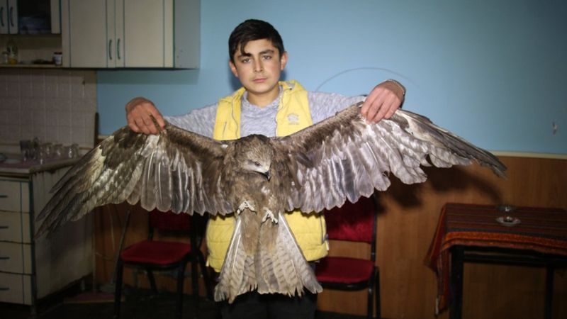 Erzurum'da kanadından yaralanan kızıl doğan insanlara sığındı