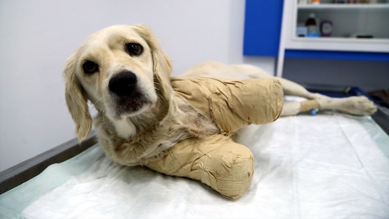Samsun'da bacakları kesilmiş halde bulunan köpekten iyi haber