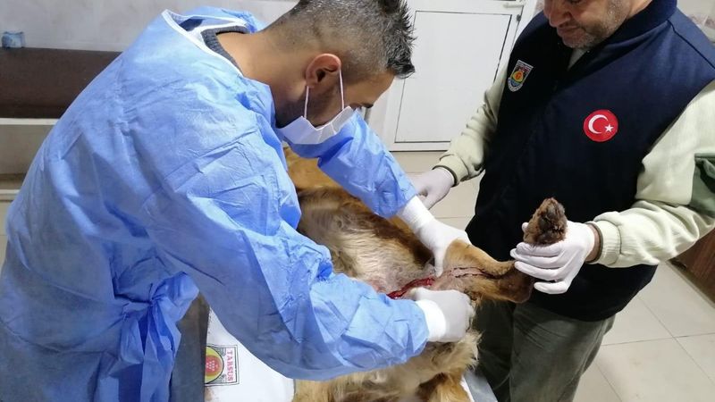 Mersin'de tüfekle vurulan köpek, tedavi edildi