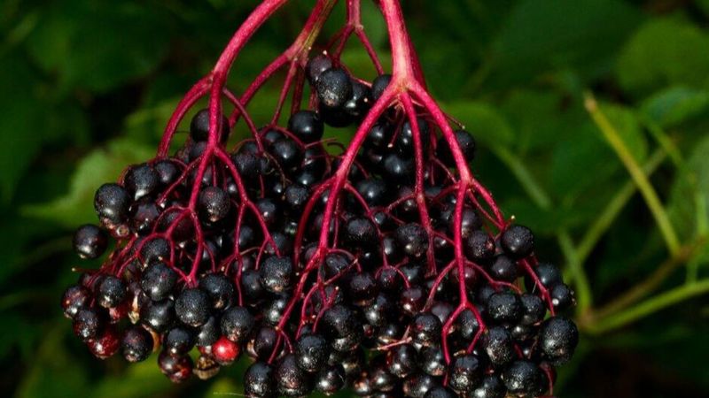 Kara Mürver nedir, faydaları nelerdir? Kara Mürver nasıl tüketilir?