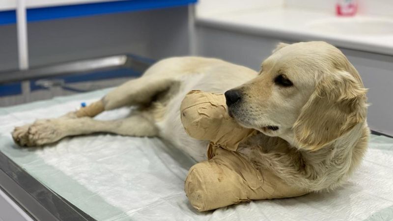 Pamuk adlı köpeğin tüfekle vurulup, patilerinin kesildiği ortaya çıktı