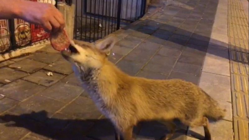 Şehre inen tilkiyi Sivas Köftesi ile beslediler