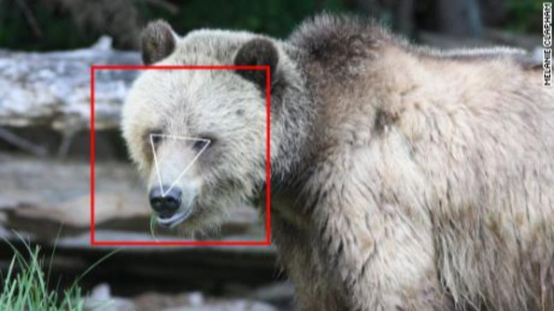 Yüz tanıma teknolojisi ayılara uyarlandı