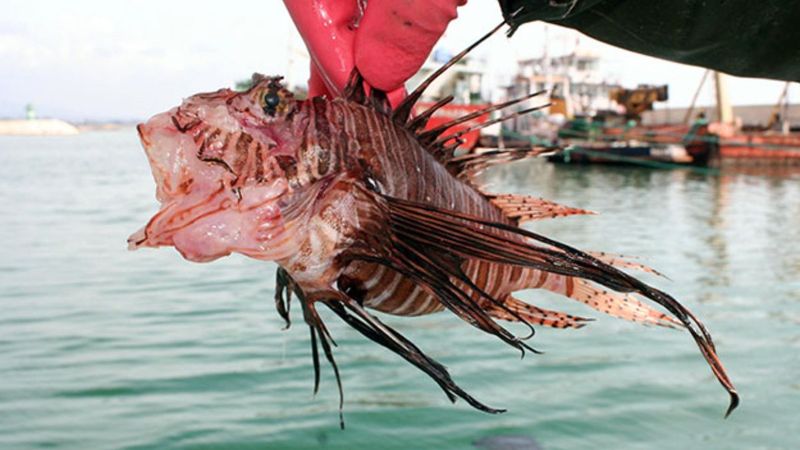 Mersin'deki aslan balığının zehri, cinsel gücü artırdı