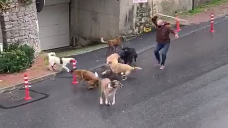 İstanbul'da sokak köpekleri, korku dolu anlar yaşattı