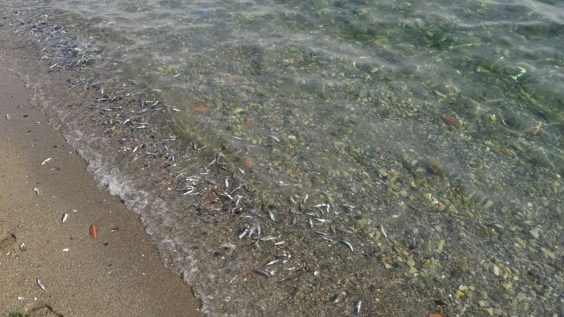 Kocaeli'de denize hamsi döküldü